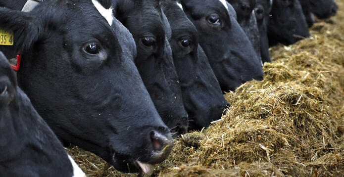 Cows eating hay_Digital - Website - Standard ImageCard
