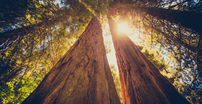 Forest view with sun flare