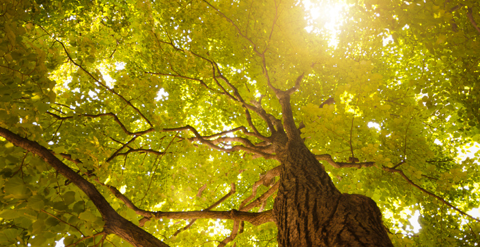 Spring green tree in the forest Large card