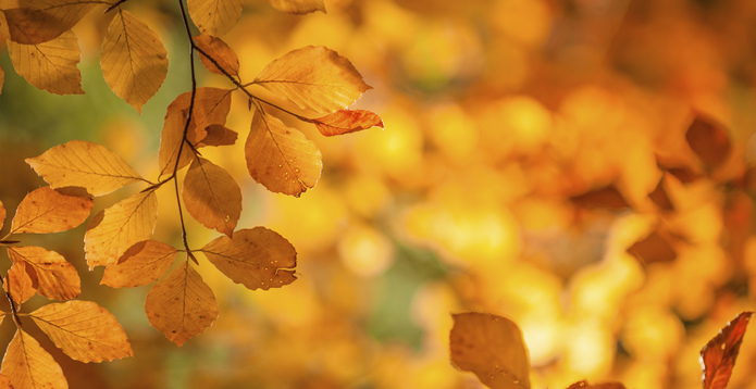 Autumn leaves on branch