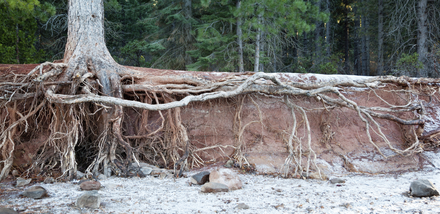 Exposed tree roots