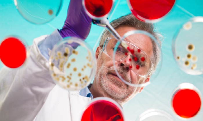 Senior life science researcher grafting bacteria - pull out