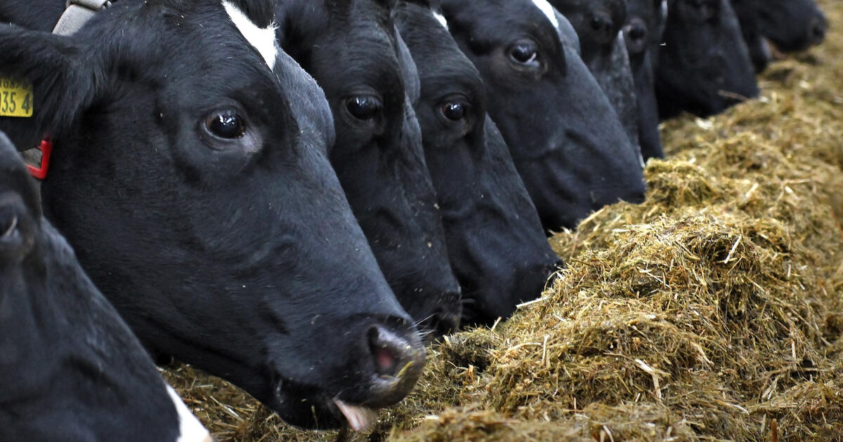 Cows eating hay_Digital - SEOSocialEditorial image