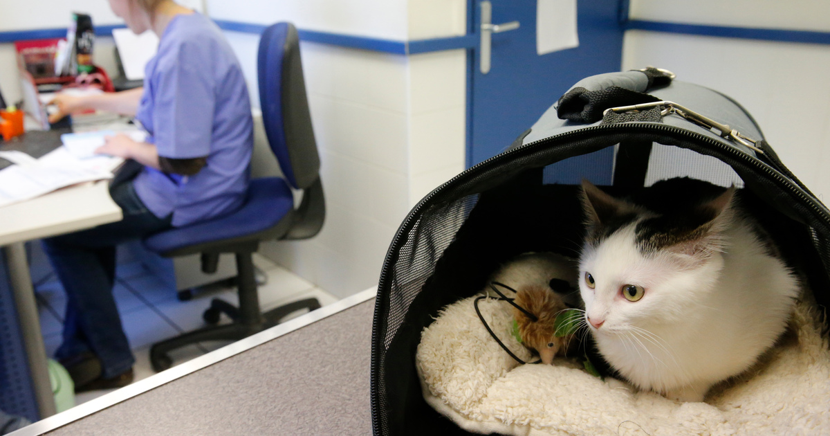 Veterinarians surgery seo