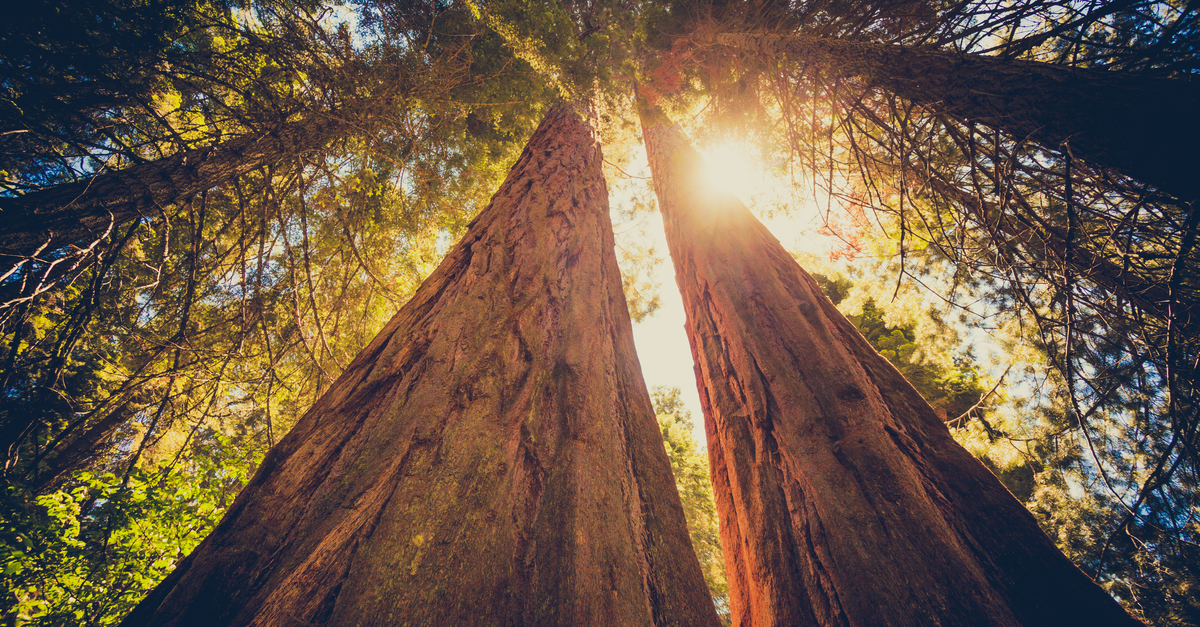 Forest view with sun flare