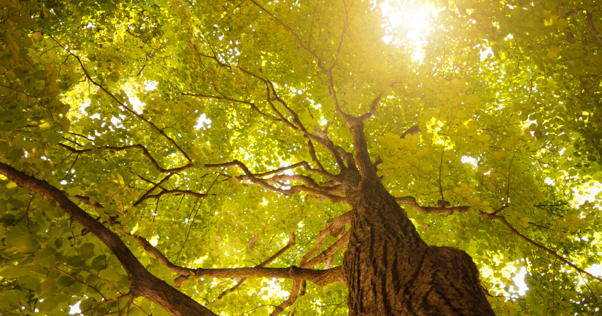 Spring green tree in the forest Large SEO