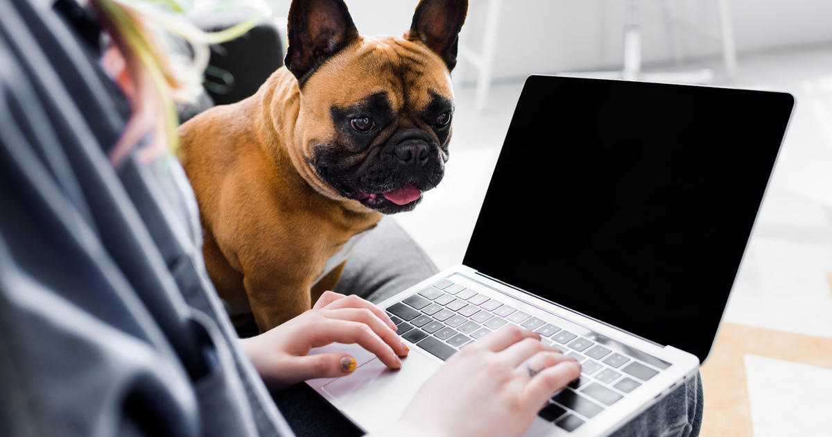 Home working with laptop and dog SEO