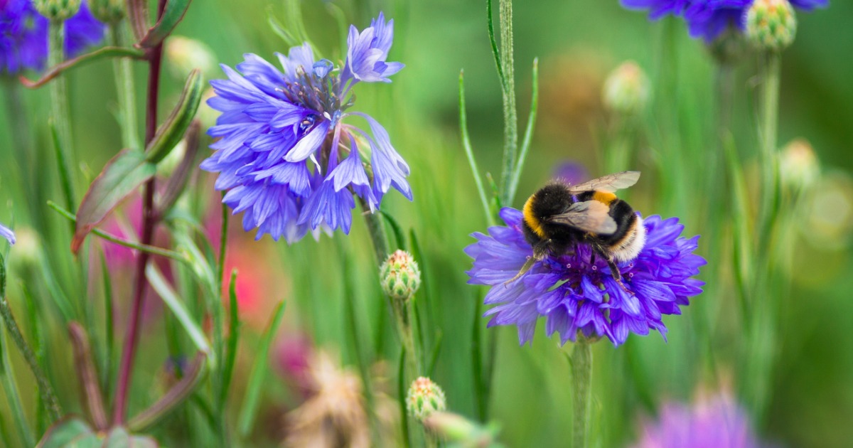 close-up-of-bumble-bee-pollinating-wildflowers-in-the-meadow seo